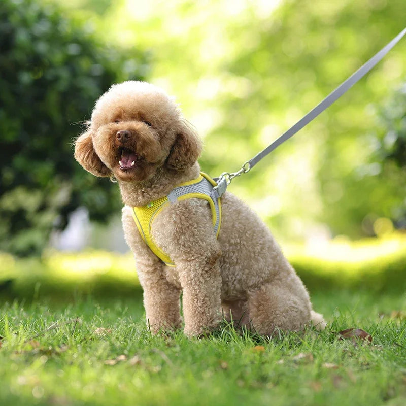 Puppy Harness Set